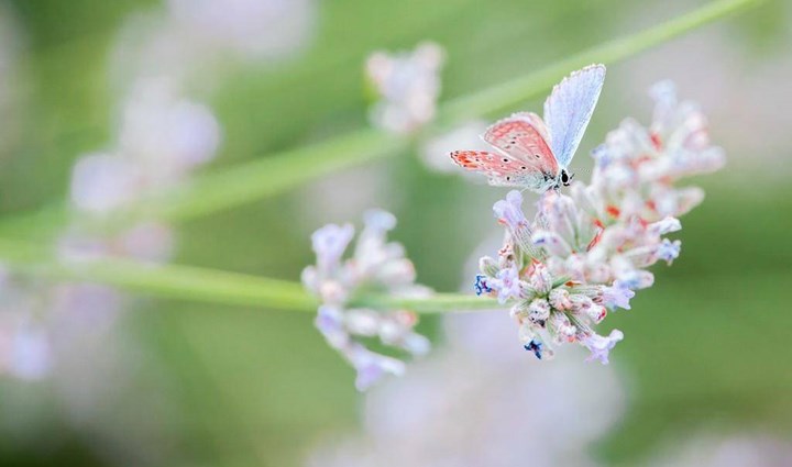 Flora in favna 6