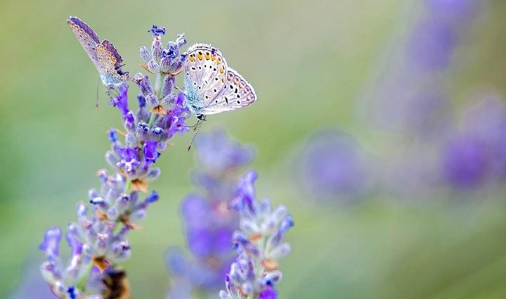 Flora in favna 10