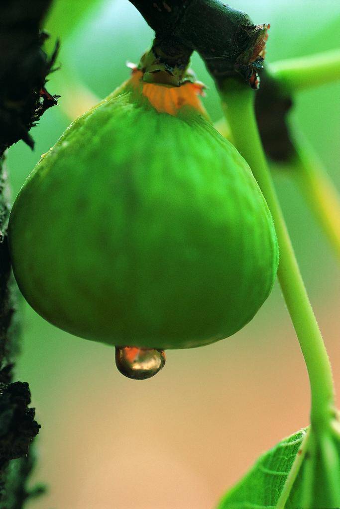 Flora i Fauna thumb 0