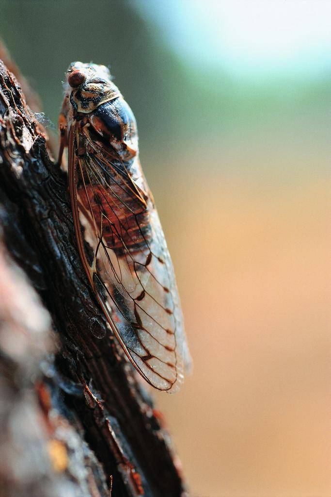 Flora i Fauna thumb 16