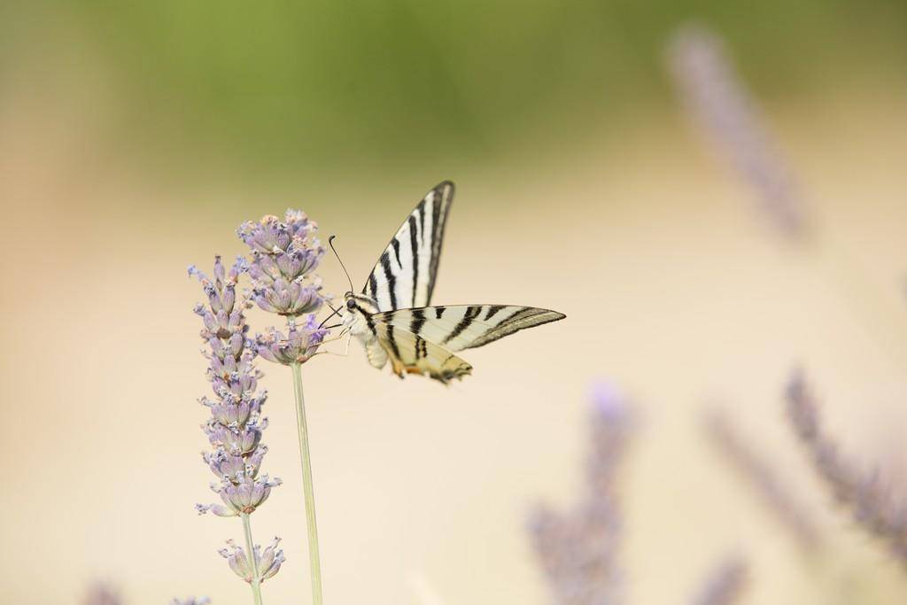 Flora i Fauna thumb 5