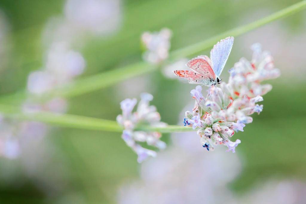 Flora i Fauna thumb 7