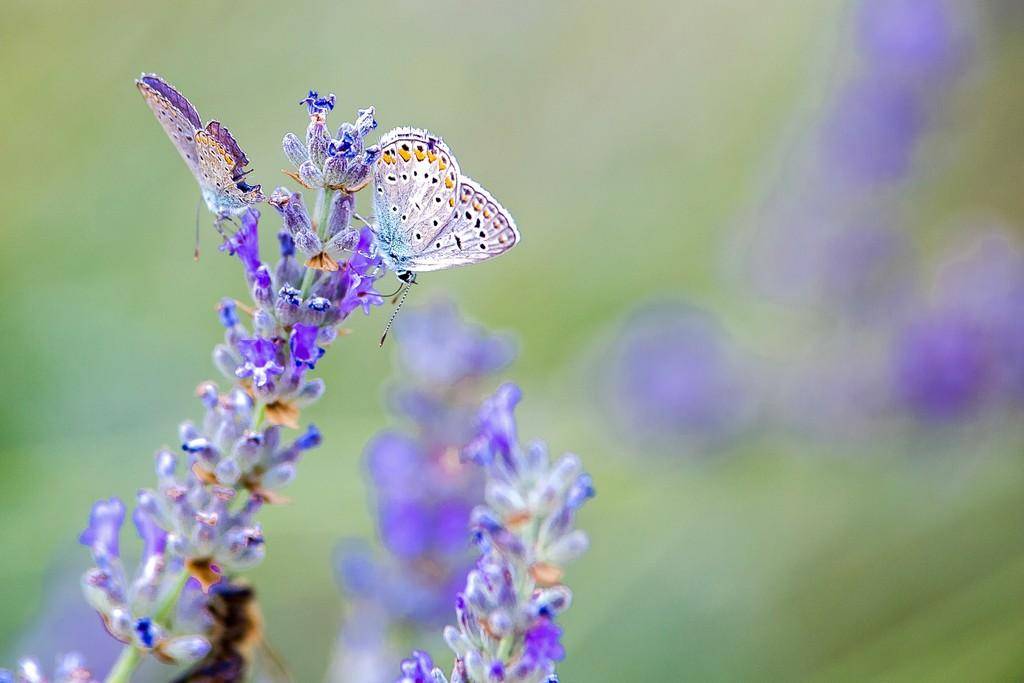 Flora i Fauna thumb 10