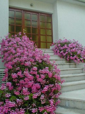 Karlić Tafarija Katica 9