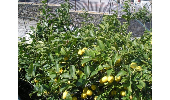 Ivić Marija - sobe 2